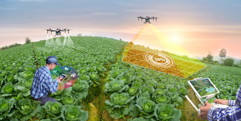 Panorama,Agriculture,Drone,Fly,To,Sprayed,Fertilizer,On,Cabbage,Field.
